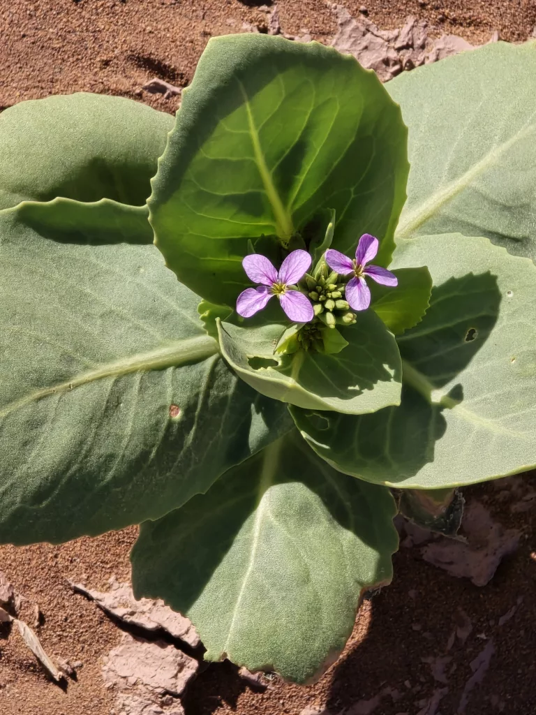 Ein Blümchen erblüht im lehmigen Sandboden der Sahara